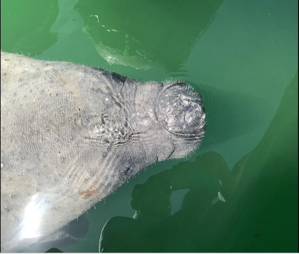 Manatee visible in the water at Sunset Marina